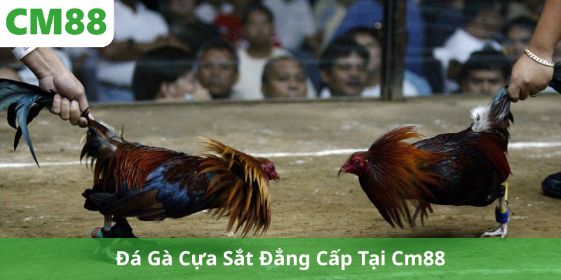 Đá Gà Cựa Sắt Đẳng Cấp Tại Cm88
